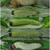 pyr malvae larva4 volg1